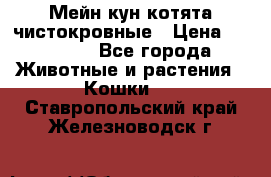 Мейн-кун котята чистокровные › Цена ­ 25 000 - Все города Животные и растения » Кошки   . Ставропольский край,Железноводск г.